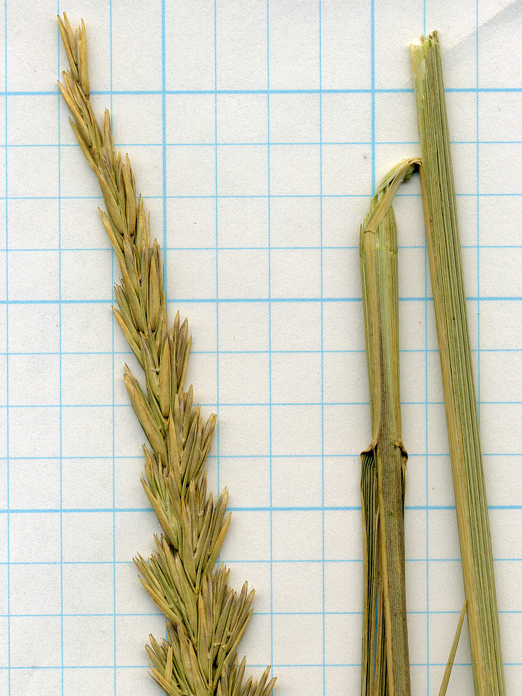 Coll. No. 476, <i>Elymus cinereus</i>