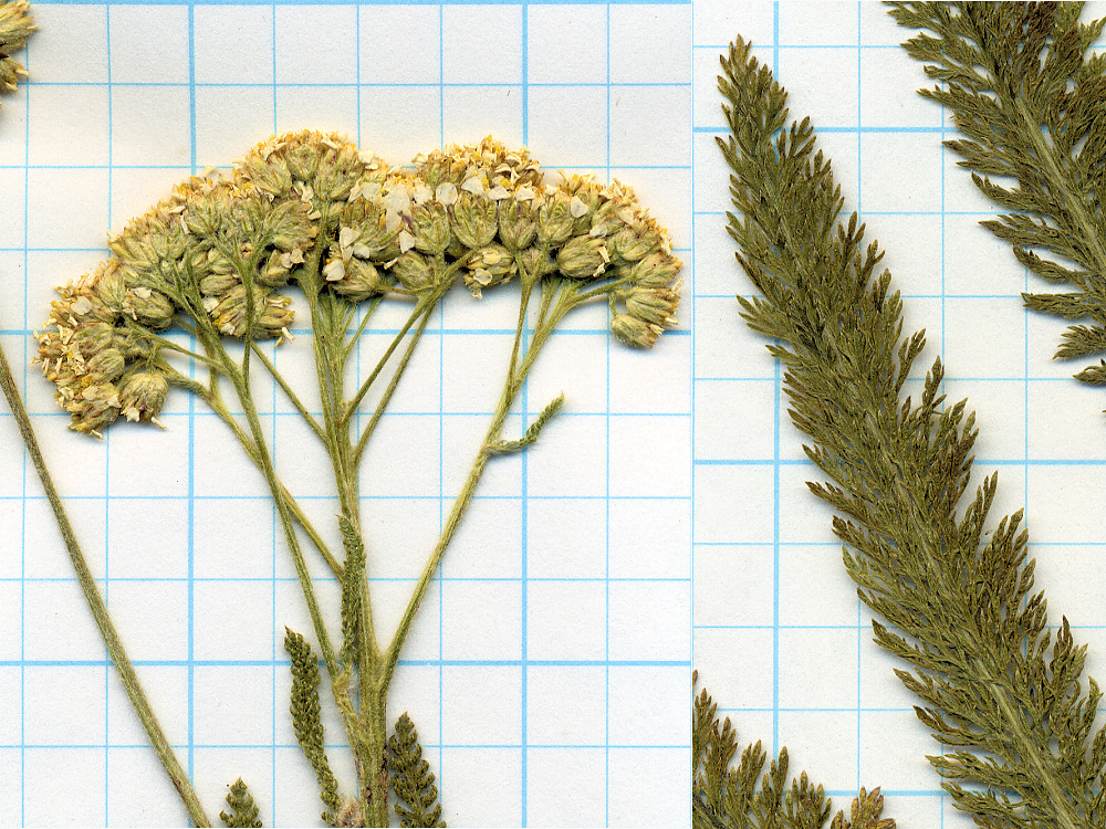 Asteraceae Achillea millefolium