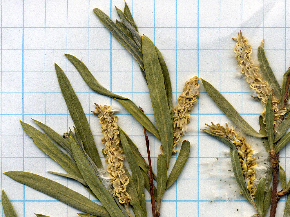 Salicaceae Salix exigua