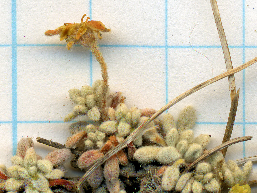 Polygonaceae, Eriogonum caespitosum