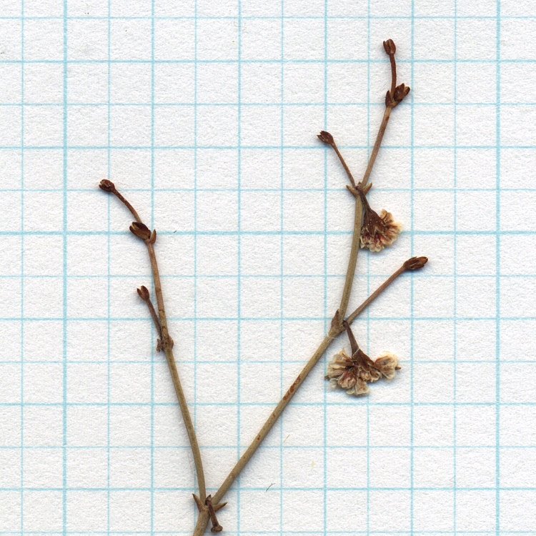 Polygonaceae Eriogonum deflexum nevadense