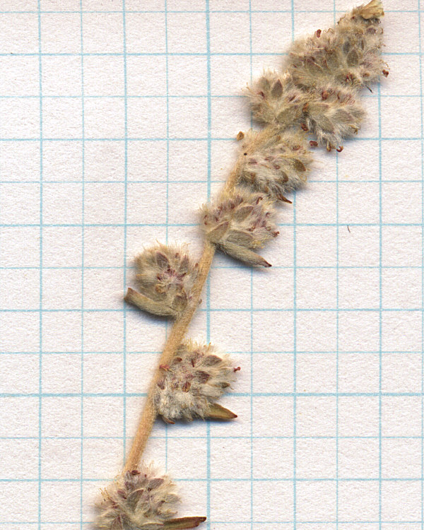 Chenopodiaceae Bassia hyssopifolia