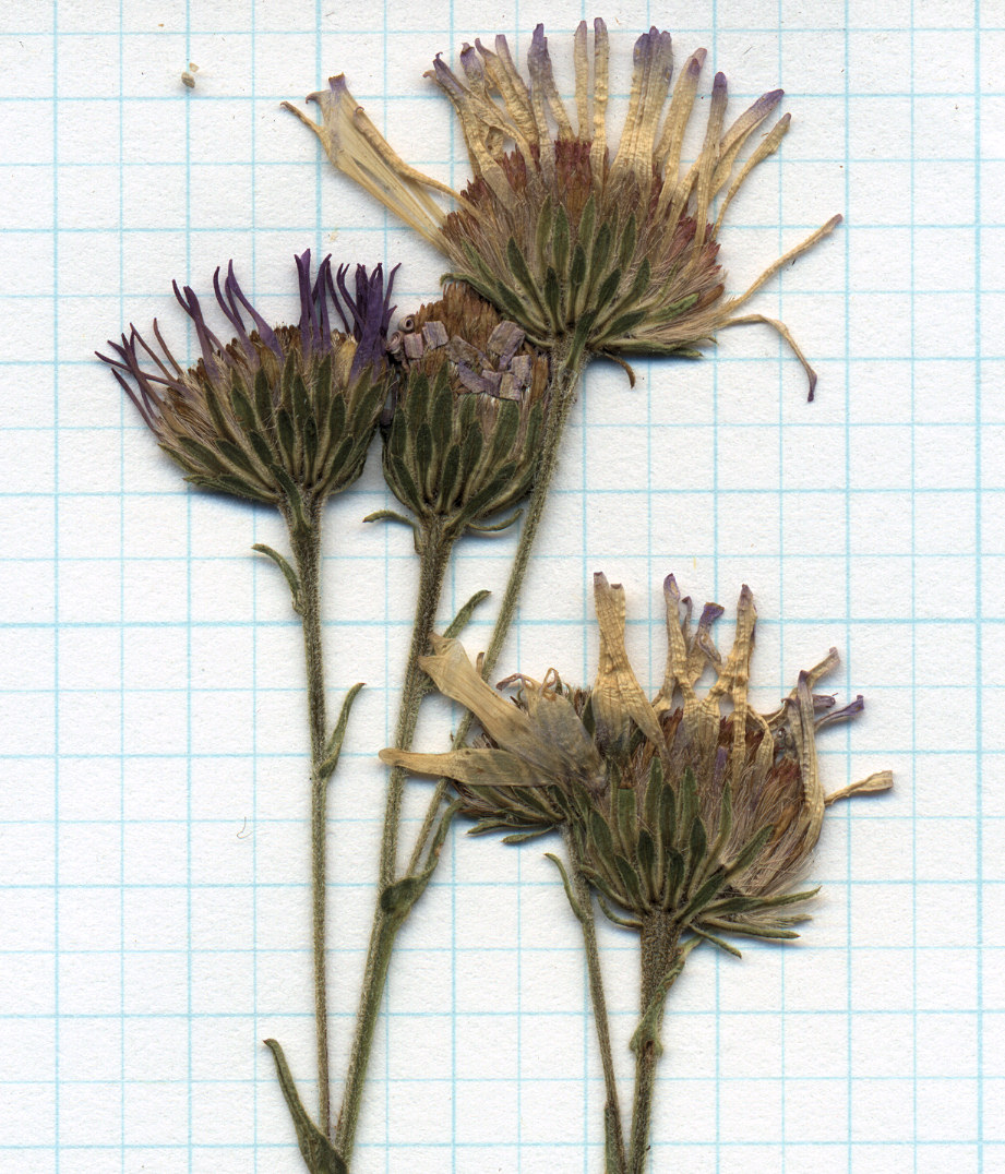 Asteraceae Symphyotrichum spathulatum spathulatum