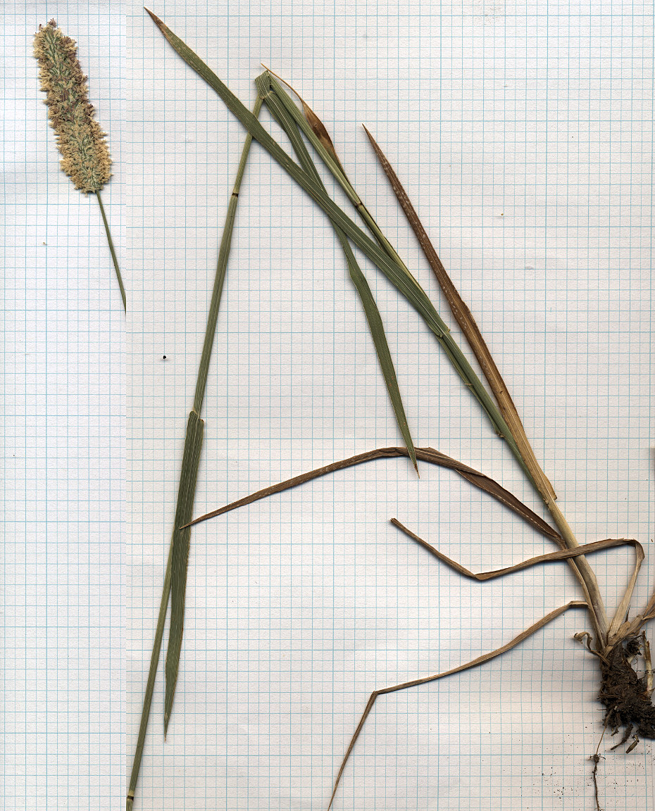 Poaceae Phleum pratense