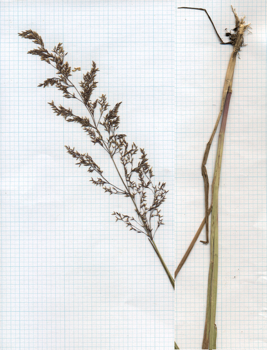 Poaceae Agrostis stolonifera