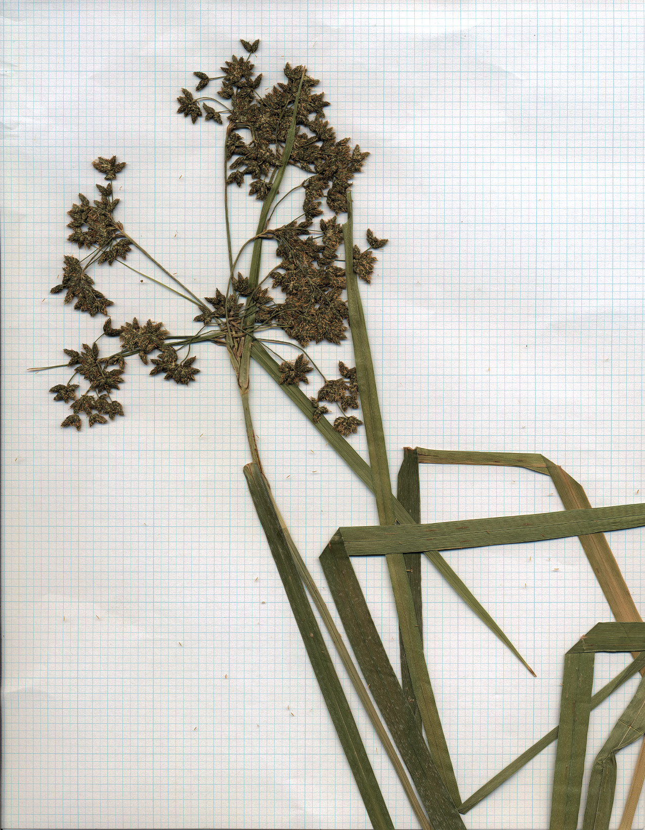 Cyperaceae Scirpus microcarpus