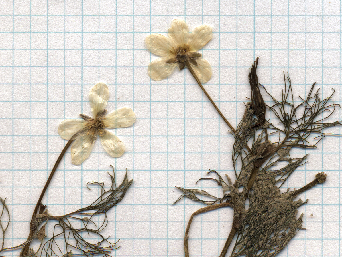 Ranunculaceae Ranunculus aquatilis diffusus