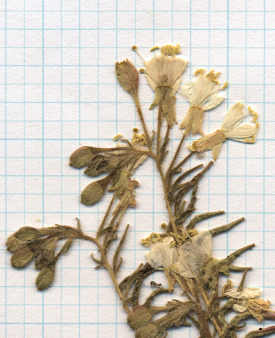 Onagraceae Camissonia boothii boothii