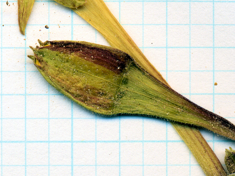 Onagraceae Calylophus lavandulifolius