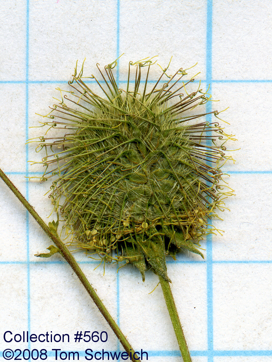 Rosaceae Geum macrophyllum