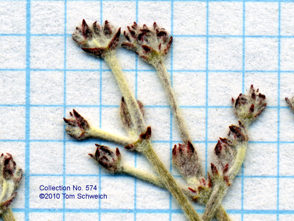 Polygonaceae Eriogonum nummulare