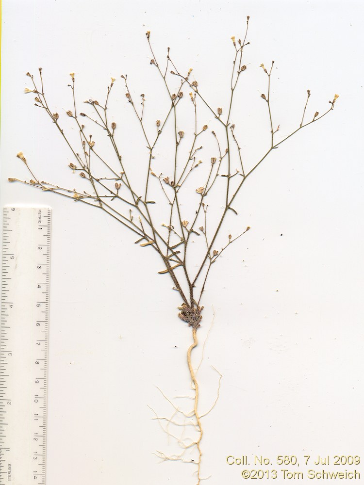 Polemoniaceae Aliciella monoensis