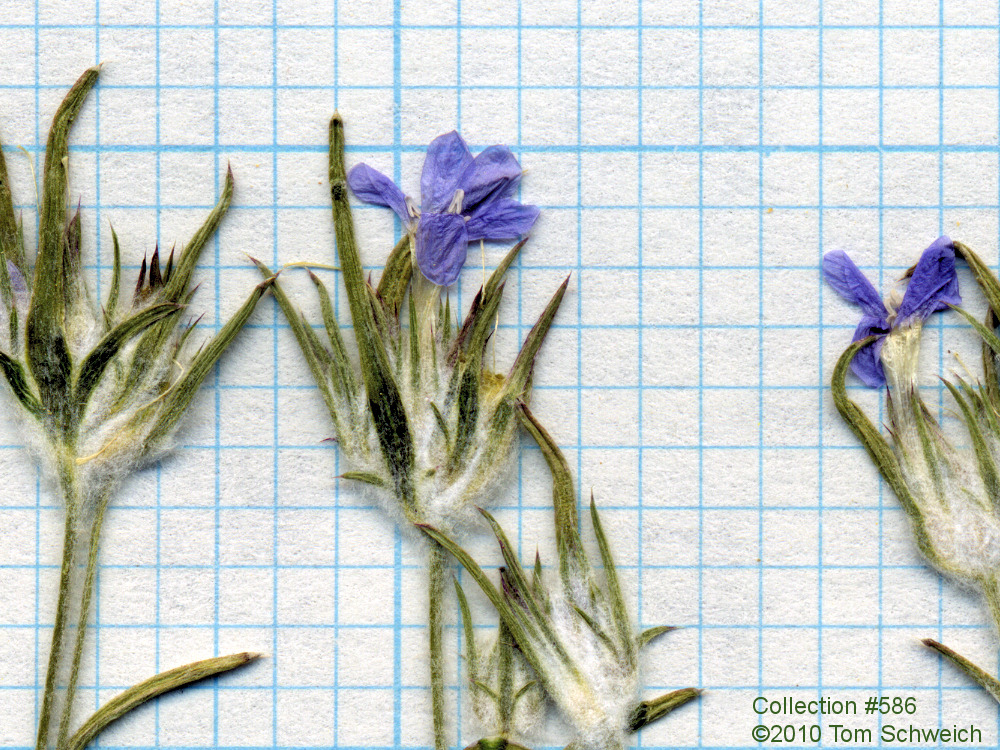 California, Mono Lake, Eriastrum wilcoxi