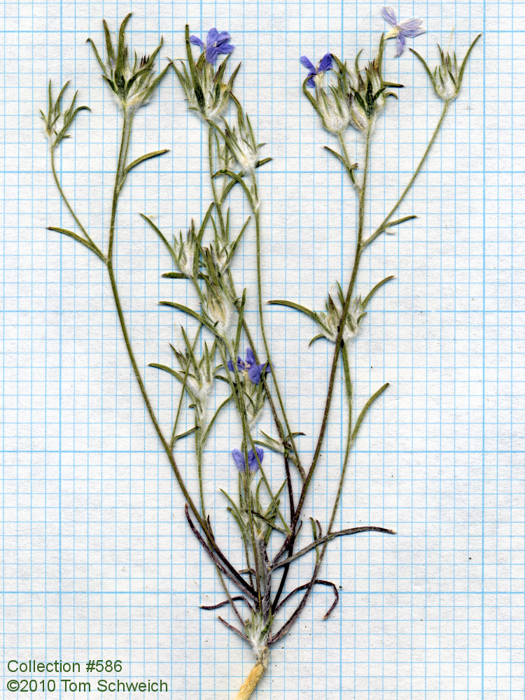 California, Mono Lake, Eriastrum wilcoxi