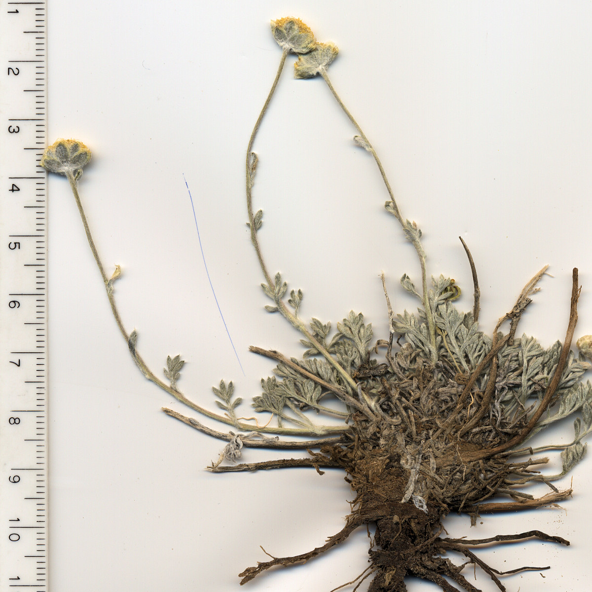 Asteraceae Sphaeromeria potentilloides nitrophil