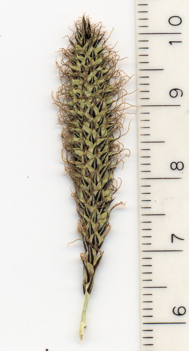 Cyperaceae Carex aquatilis