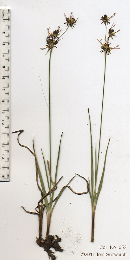 Juncaceae Juncus orthophyllus