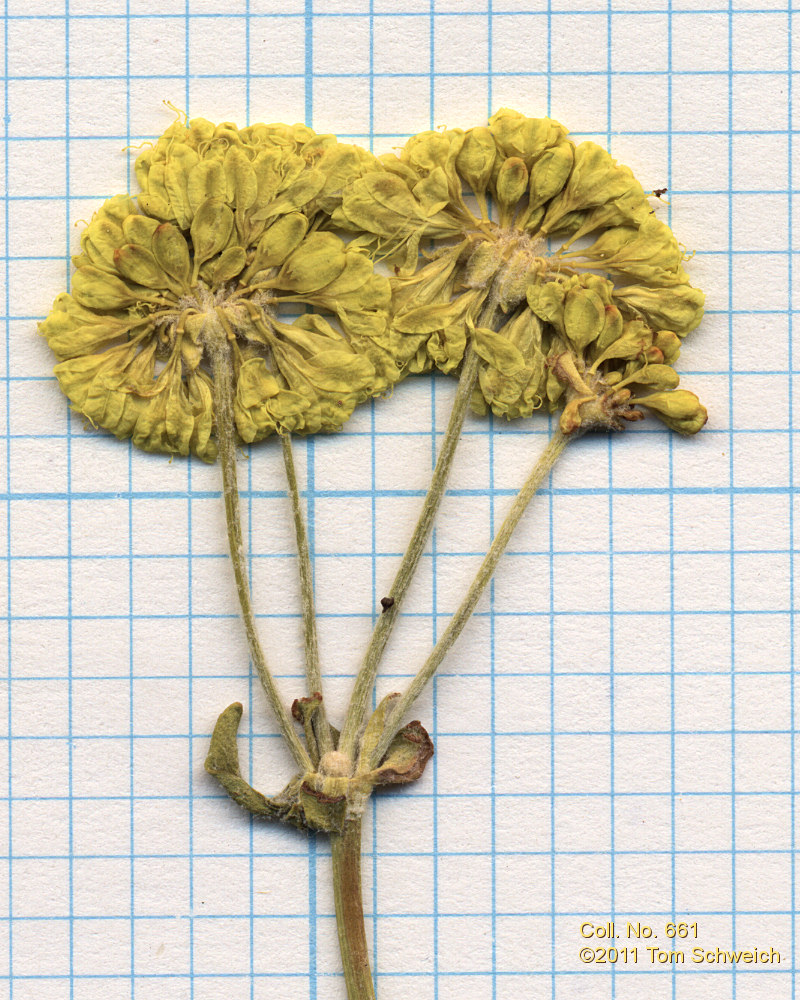 Polygonaceae Eriogonum umbellatum nevadense