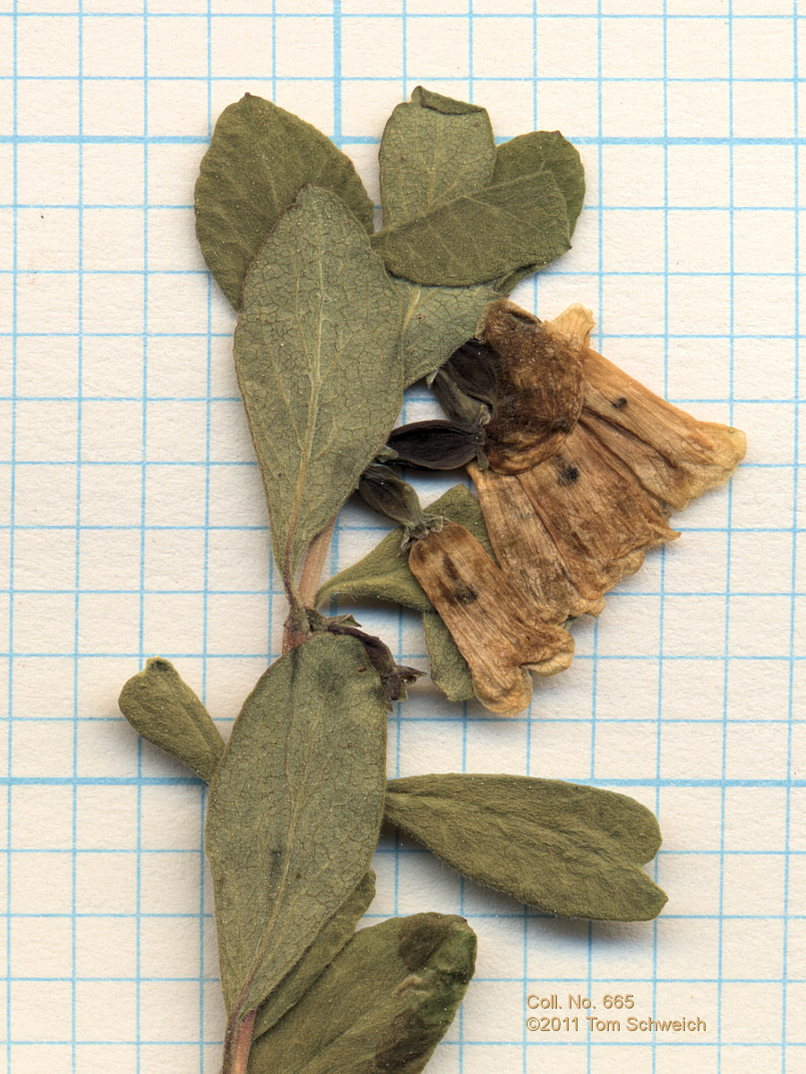 Caprifoliaceae Symphoricarpos rotundifolius rotundifolius