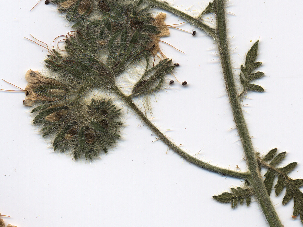 Boraginaceae Phacelia ramosissima