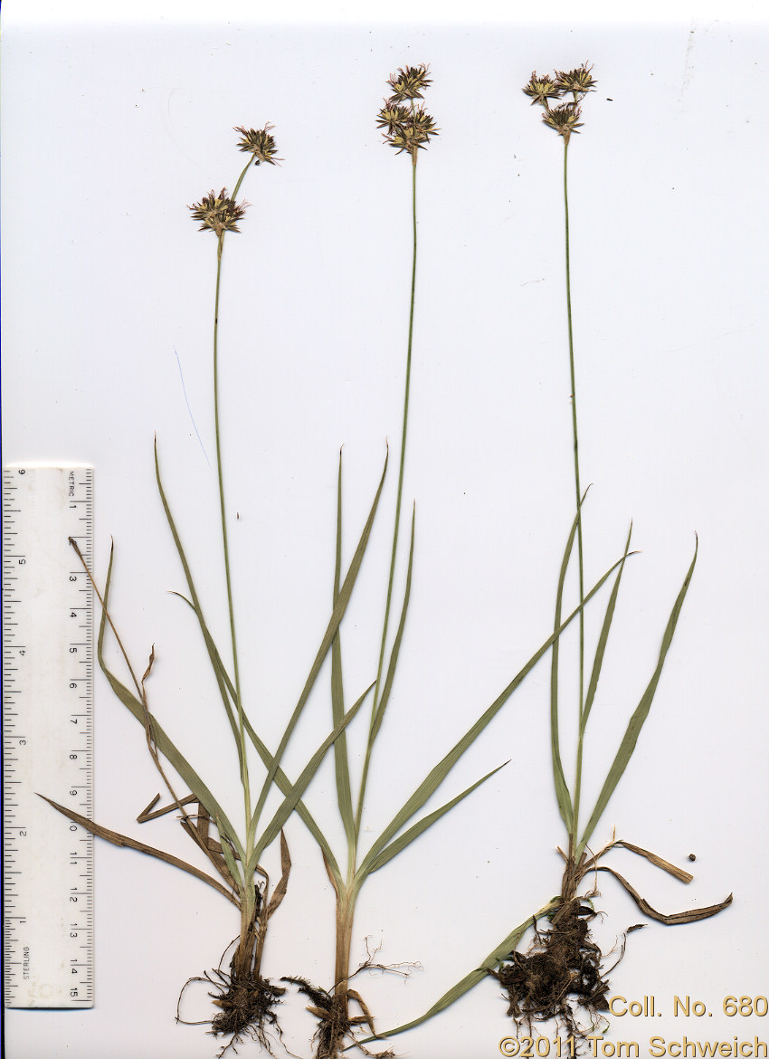 Juncaceae Juncus orthophyllus