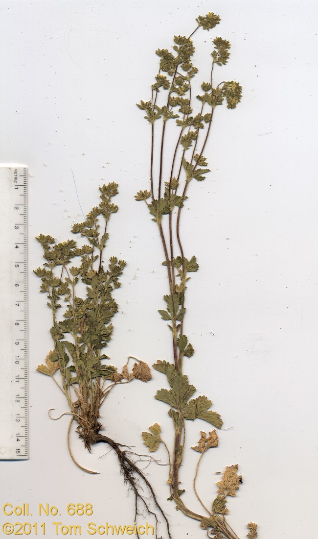 Rosaceae Potentilla biennis