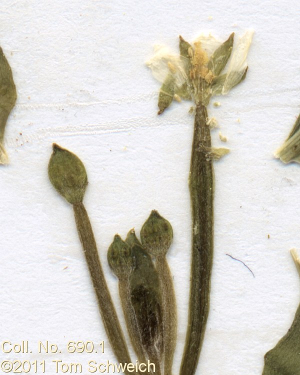 Onagraceae Epilobium ciliatum