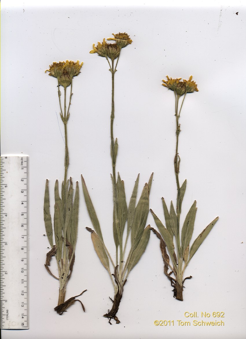 Asteraceae Arnica sororia