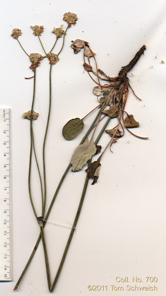 Polygonaceae Eriogonum nudum