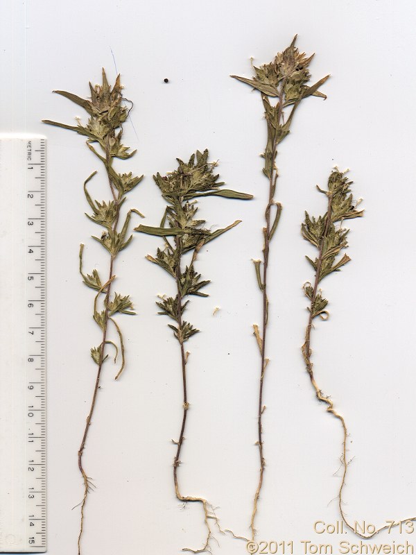 Polemoniaceae Collomia linearis