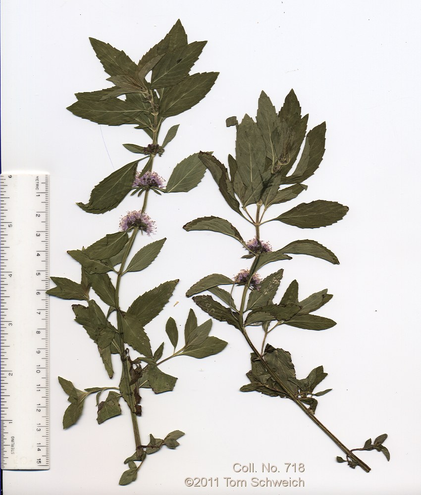 Lamiaceae Mentha arvensis