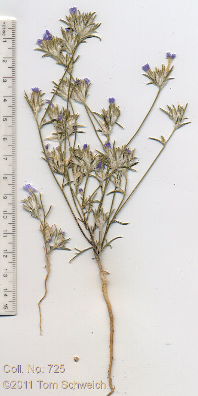 Polemoniaceae Eriastrum wilcoxii