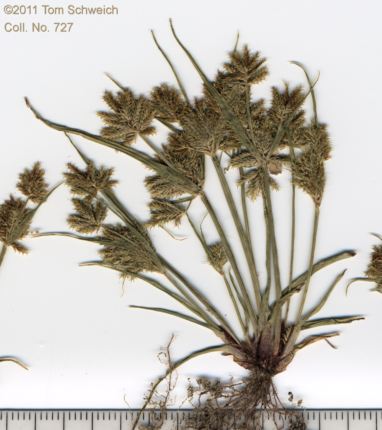 Cyperaceae Cyperus squarrosus