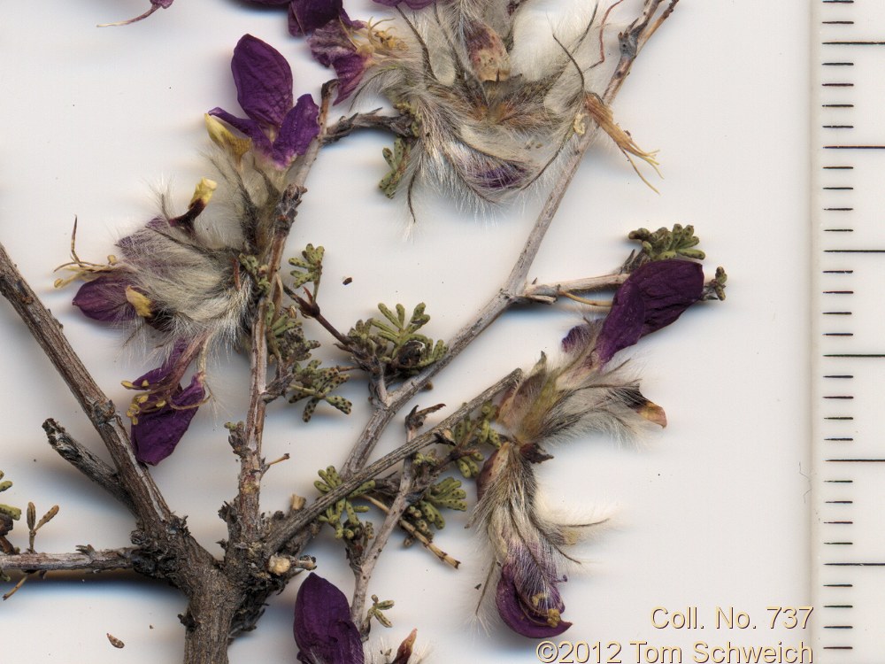 Fabaceae Dalea formosa