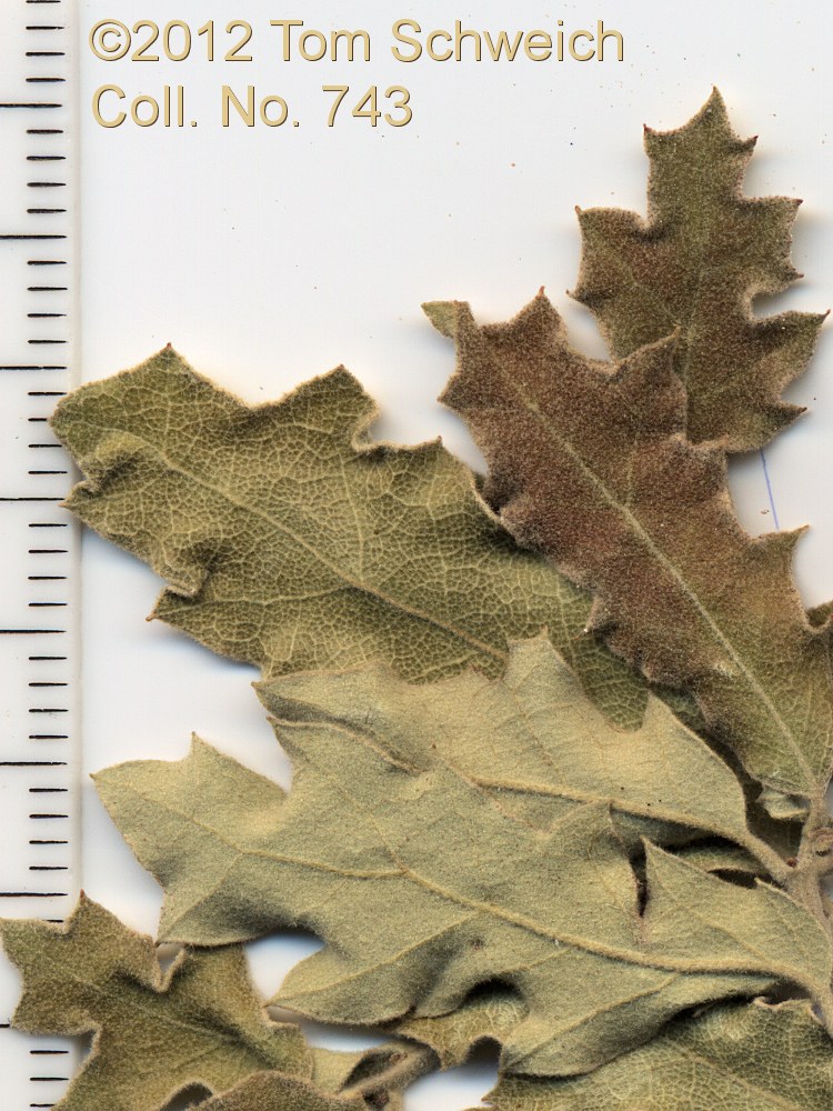 Fagaceae Quercus