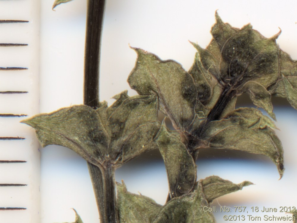 Rubiaceae Galium multiflorum