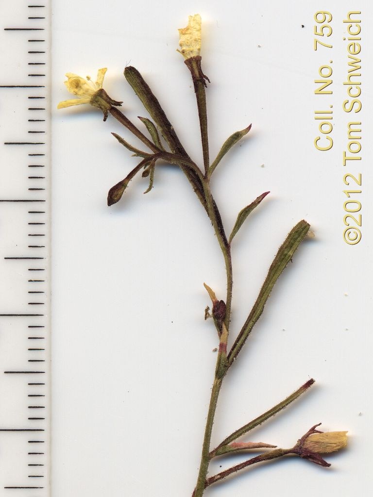 Onagraceae Camissonia parvula