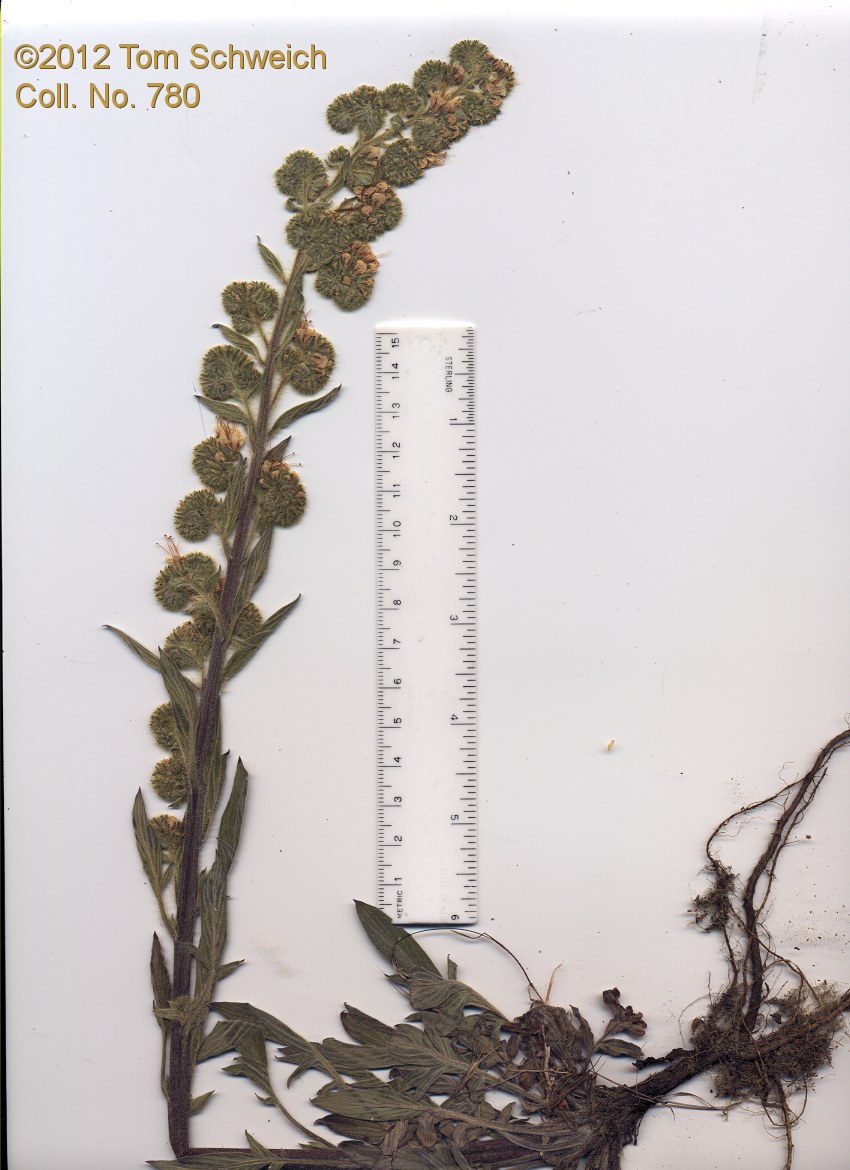 Boraginaceae Phacelia heterophylla virgata