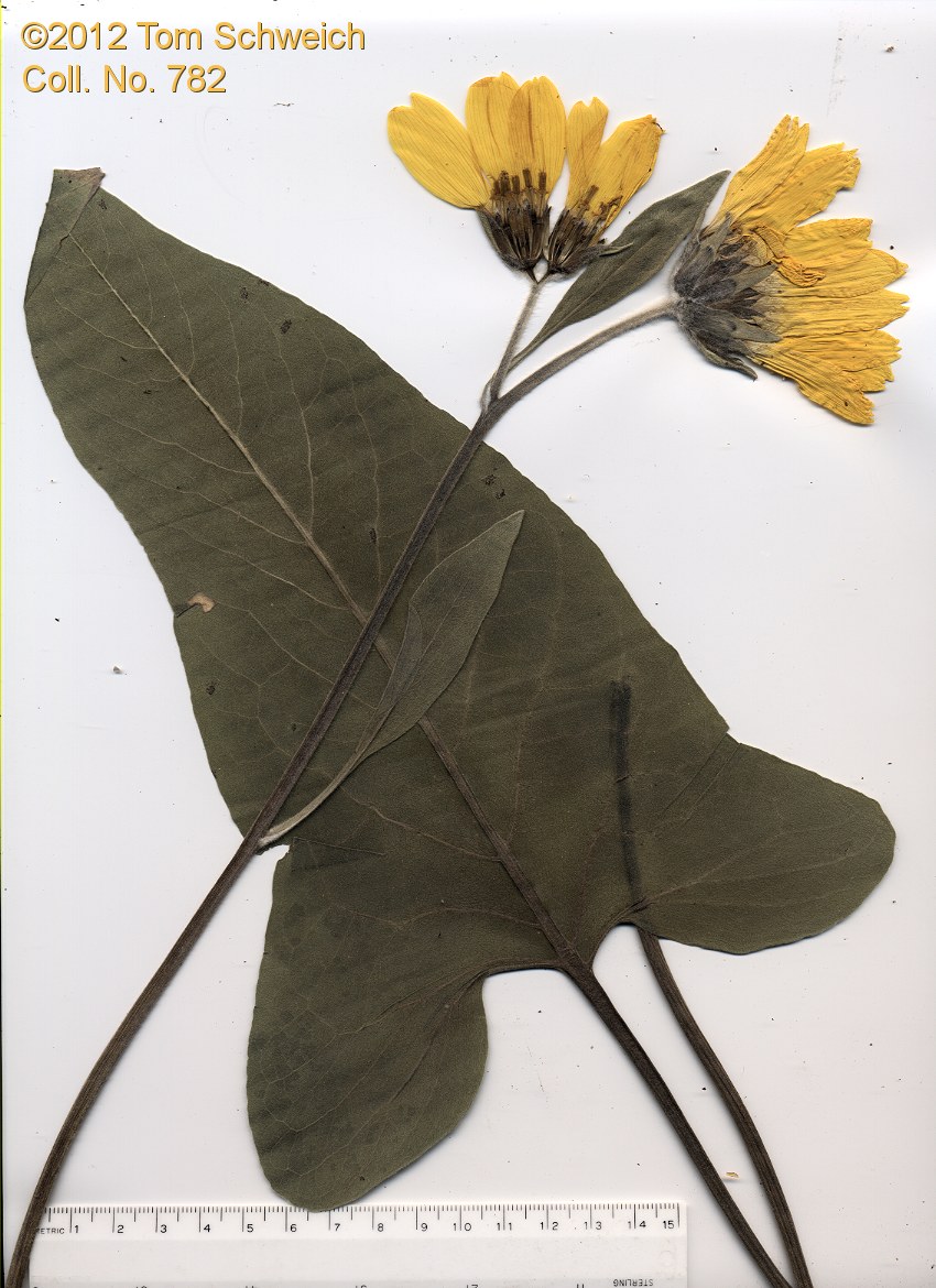 Asteraceae Balsamorhiza sagittata