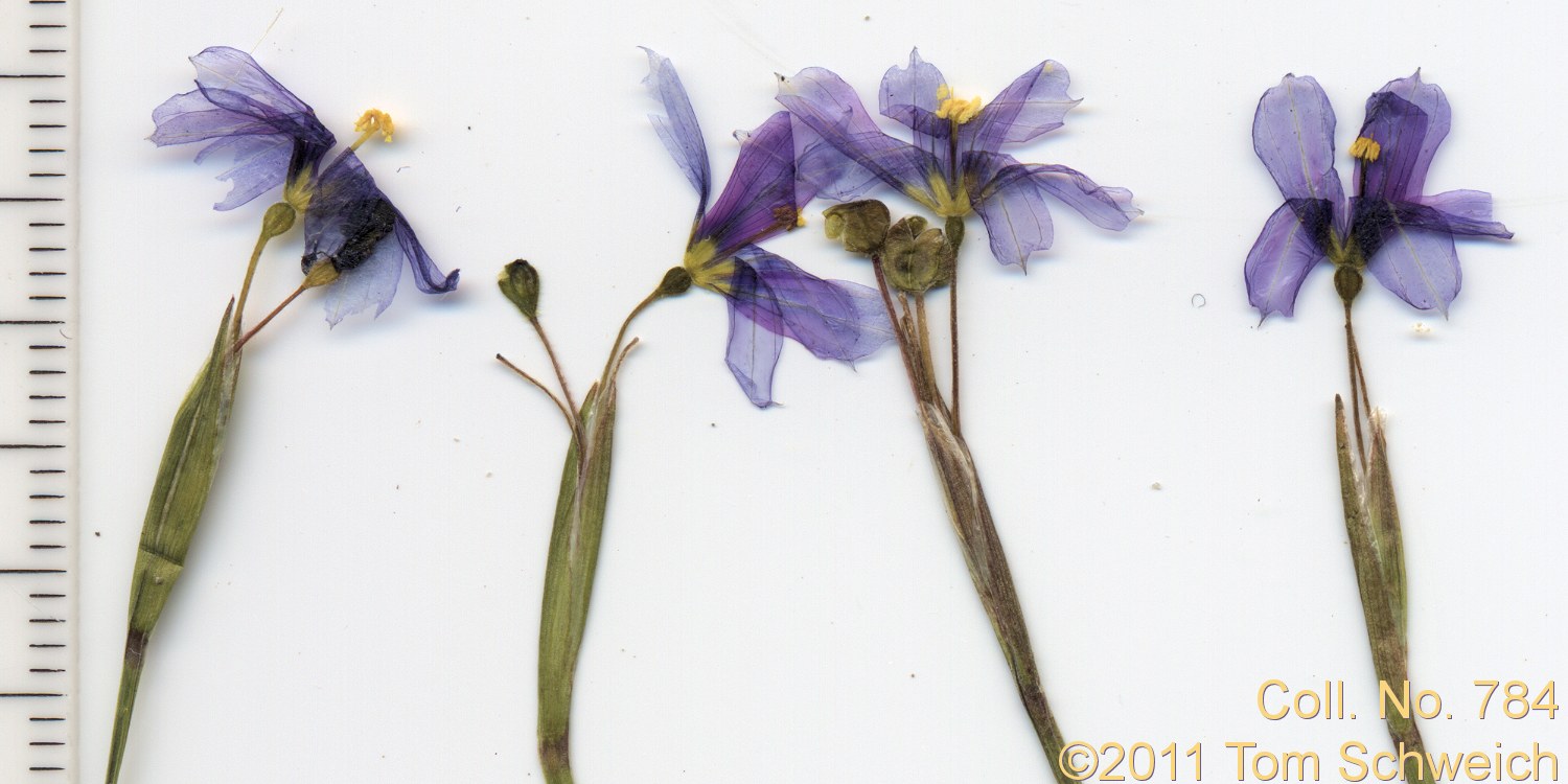 Iridaceae Sisyrinchium idahoense occidentale