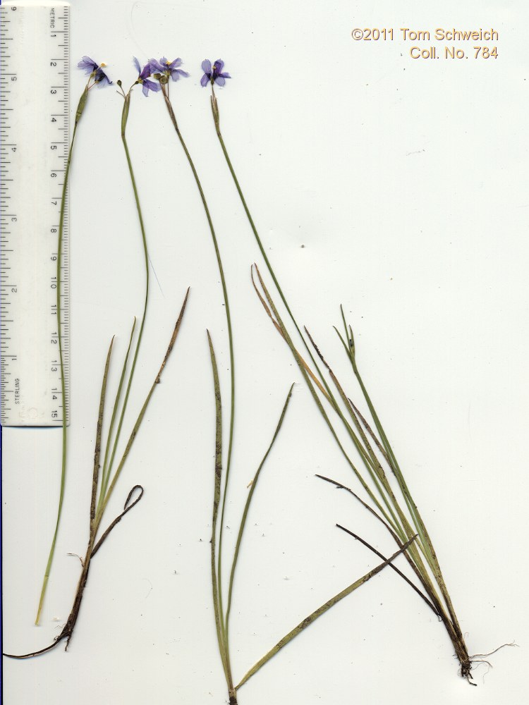 Iridaceae Sisyrinchium idahoense occidentale