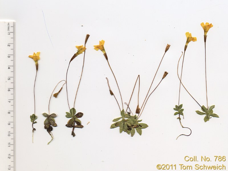 Phyrmaceae Mimulus primuloides