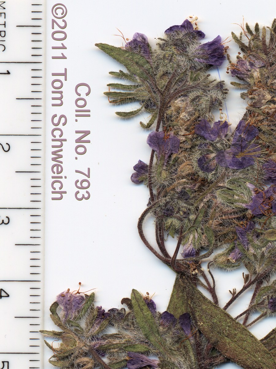 Boraginaceae Phacelia humilis humilis