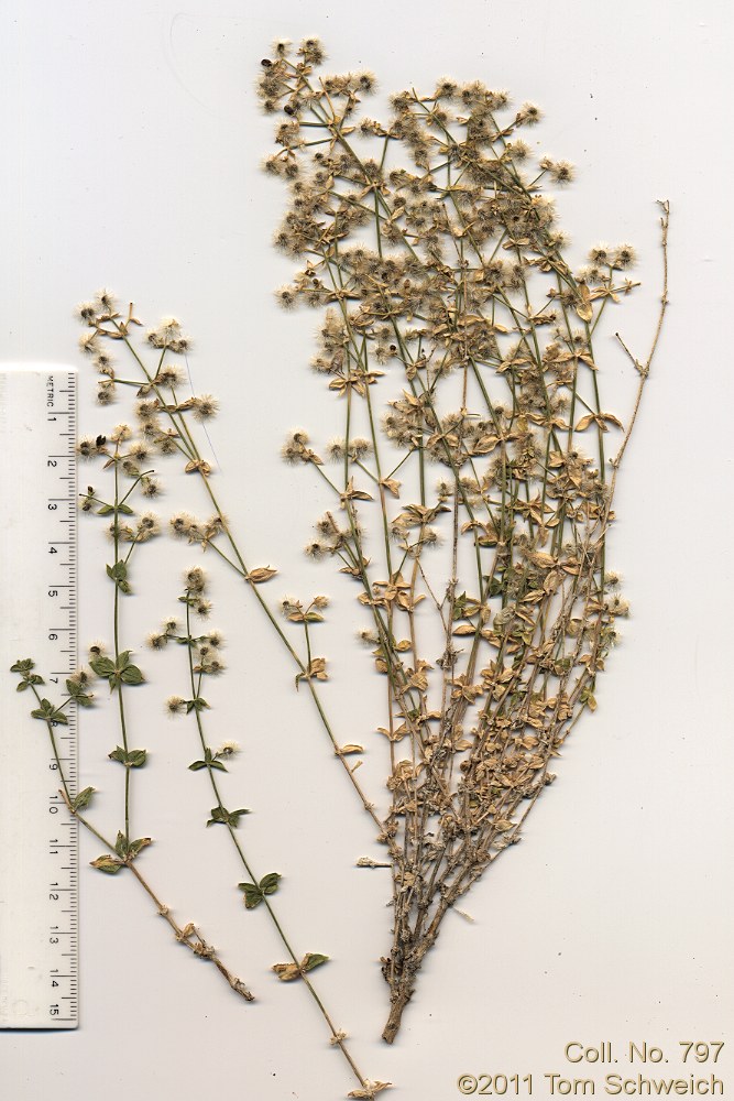 Rubiaceae Galium multiflorum