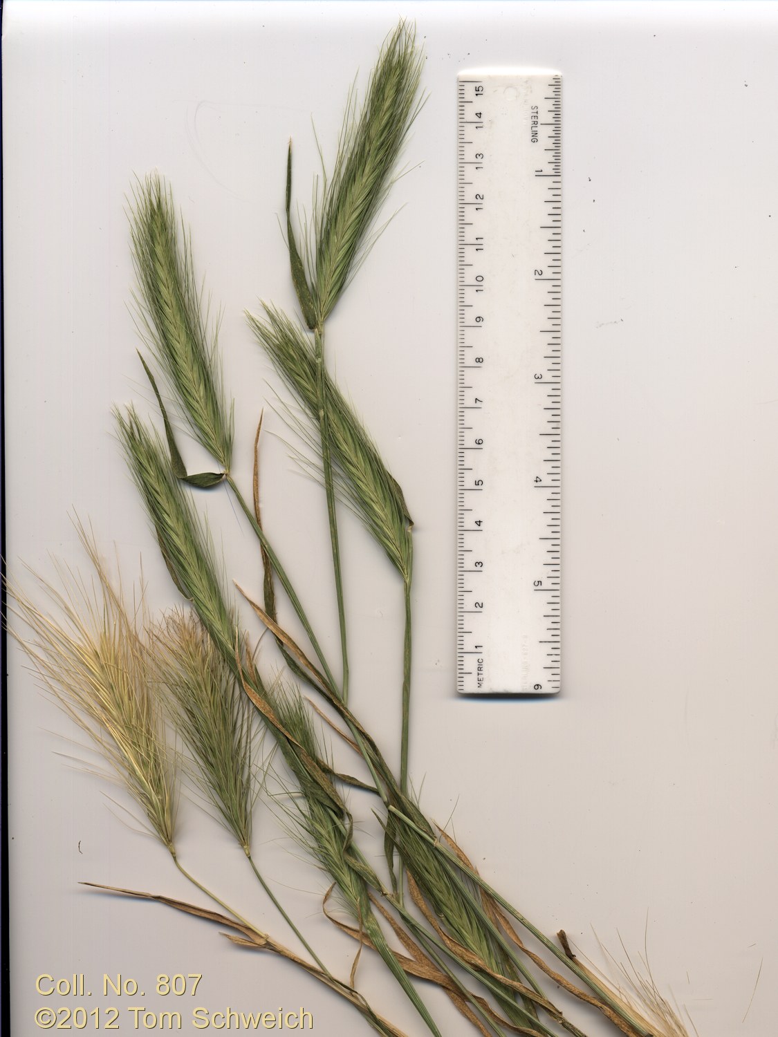 Poaceae Hordeum brachyantherum brachyantherum