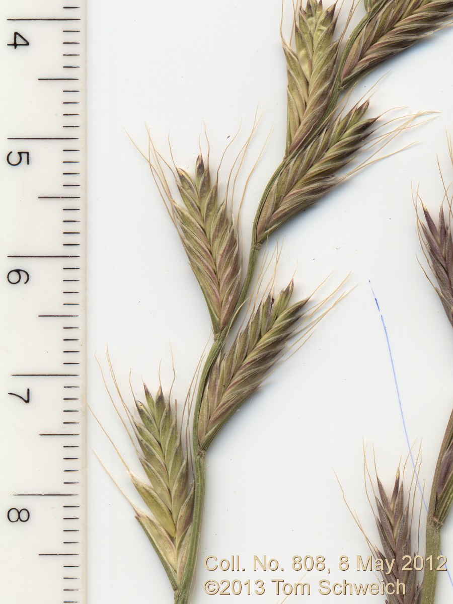 Poaceae Festuca perennis