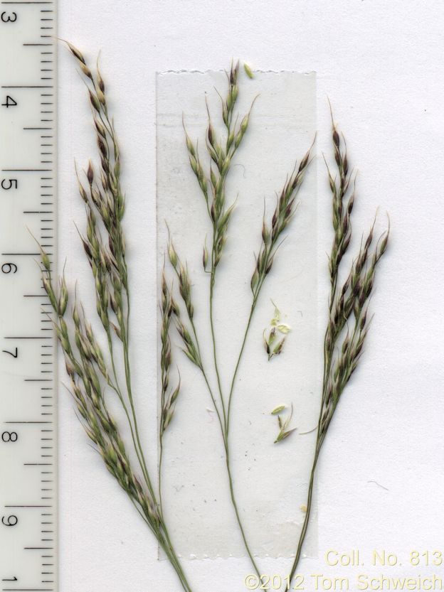 Poaceae Stipa miliacea