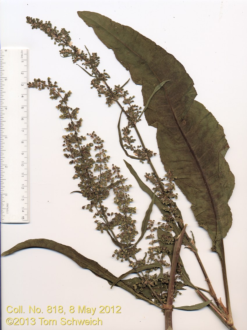 Polygonaceae Rumex crispus