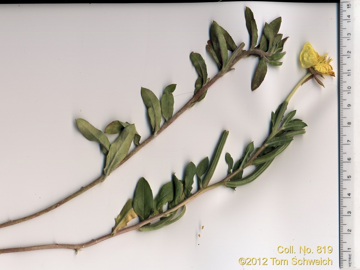 Onagraceae Oenothera laciniata