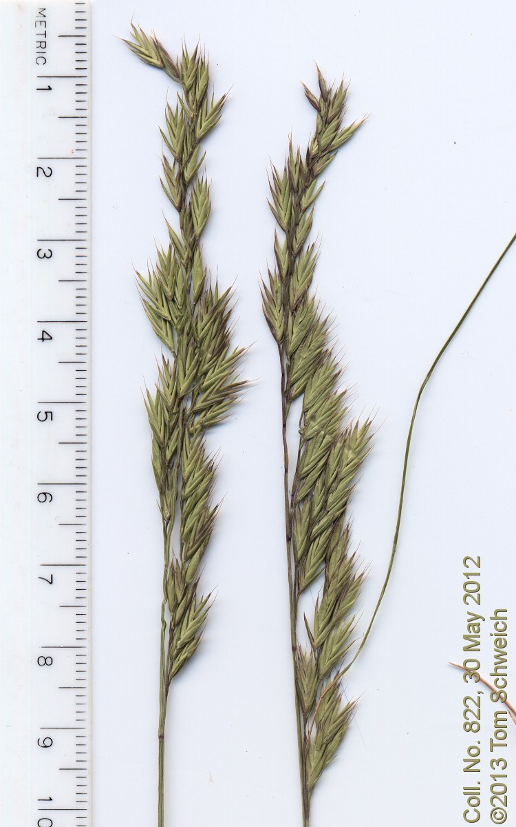 Poaceae Festuca idahoensis